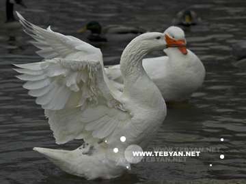 گالري عکس پرندگان